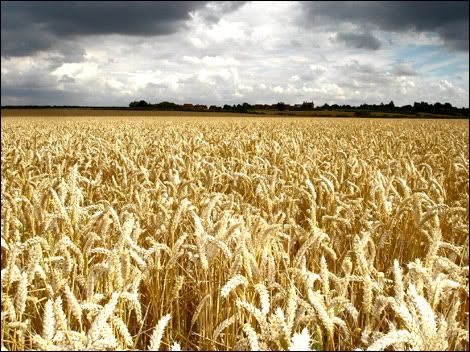 cornfield_470x352.jpg