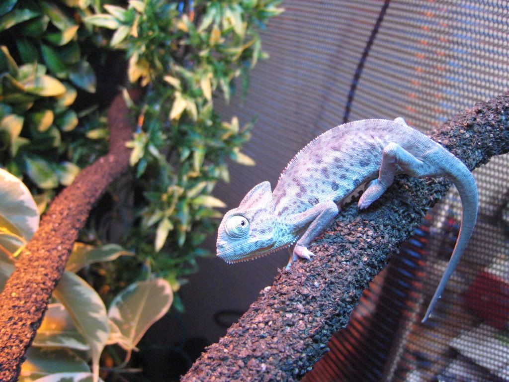 Sleeping Chameleon - Page 2 - Reptile Forums