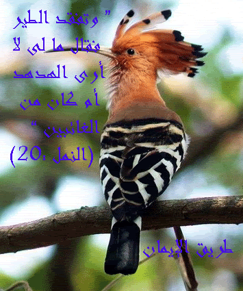 Arabic Graphics Photo Picture
