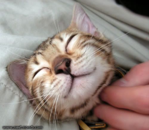 Pet Photo Picture