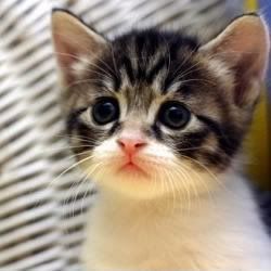 Pet Photo Picture