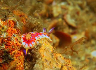 nudi0731b-2.jpg