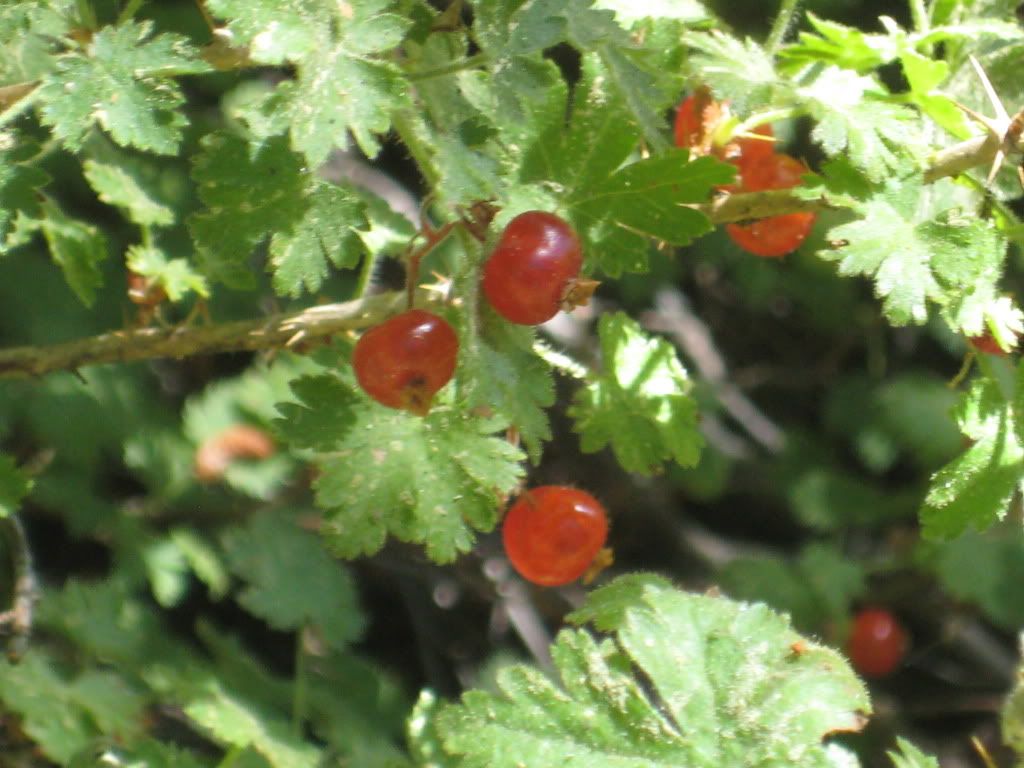 Wild Currants Pictures, Images and Photos