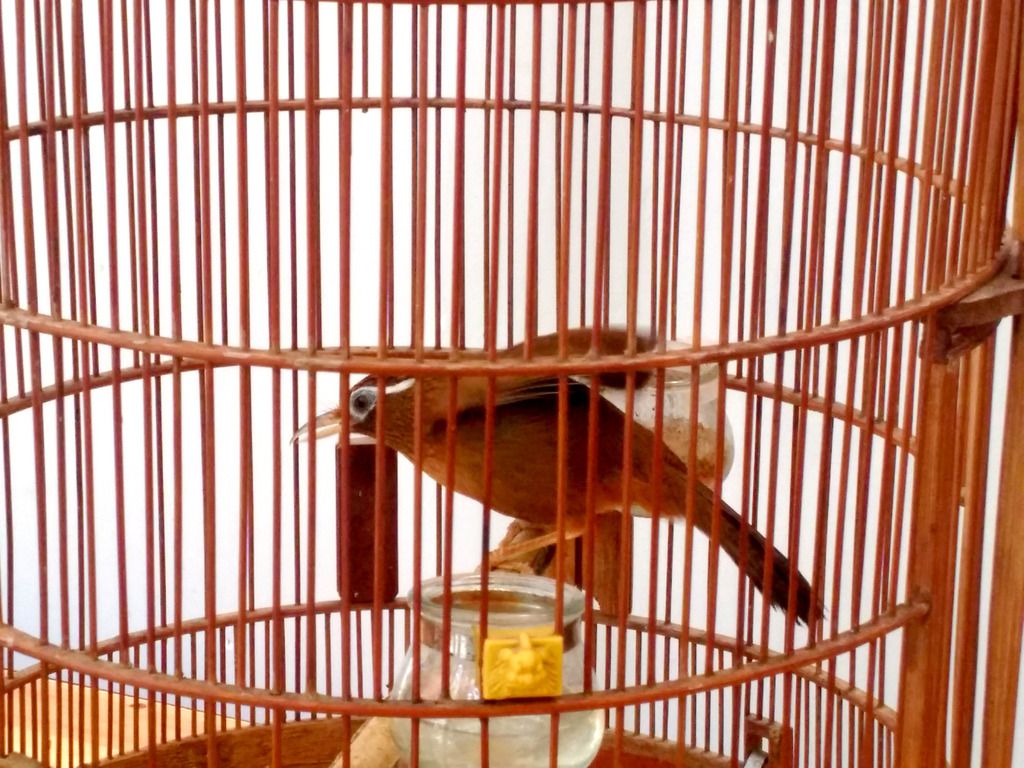 Họa Mi Thanh Lý Cực Rẻ