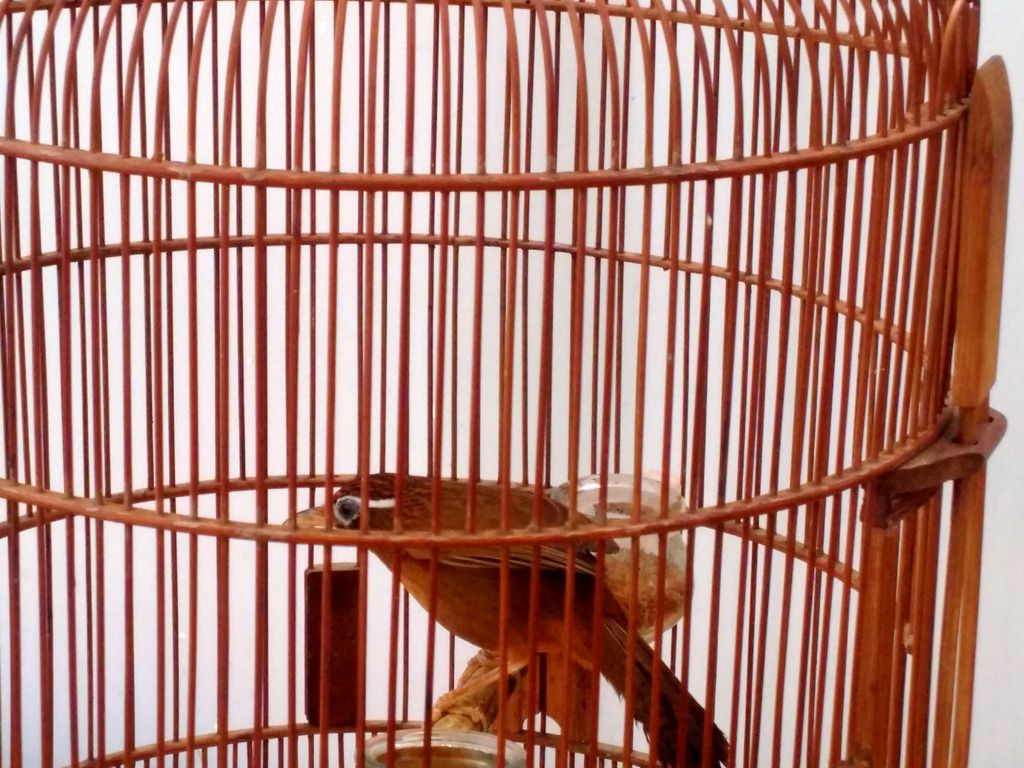 Họa Mi Thanh Lý Cực Rẻ - 1