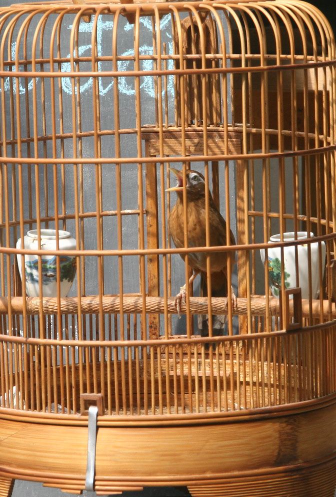 Hoạ mi 3-4 mùa cần thanh lý - 2