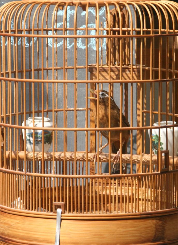 Hoạ mi 3-4 mùa cần thanh lý - 4