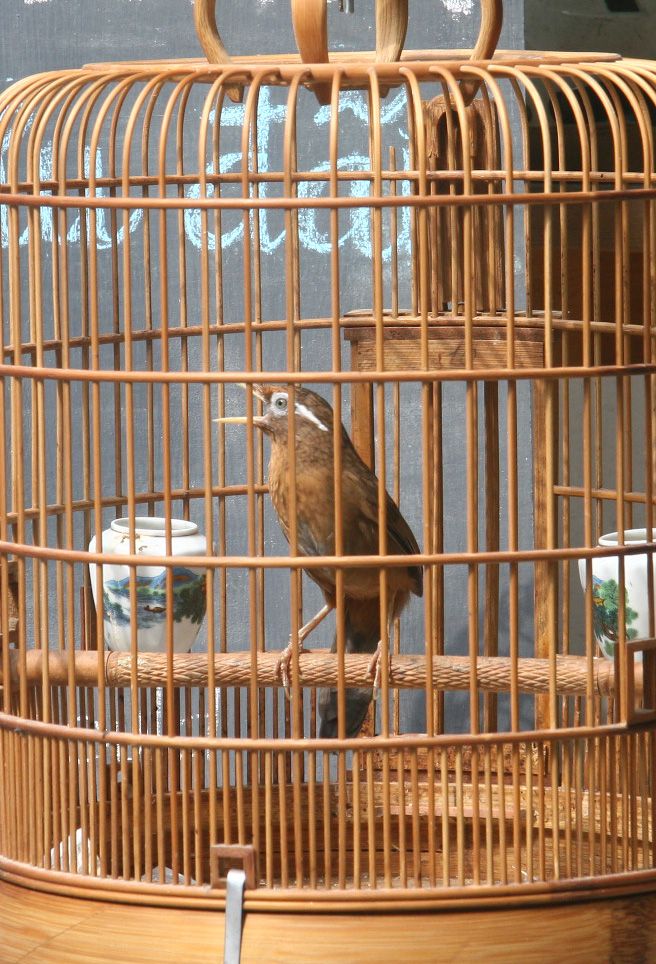 Hoạ mi 3-4 mùa cần thanh lý - 3