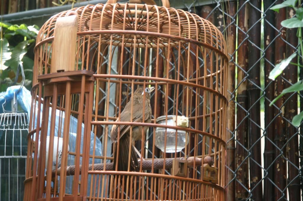 Họa Mi Thanh Lý Cực Rẻ - 2