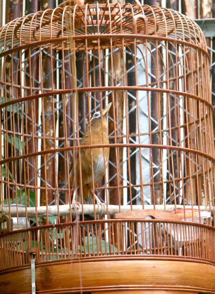 Mi 3 mùa - thanh lý - 2