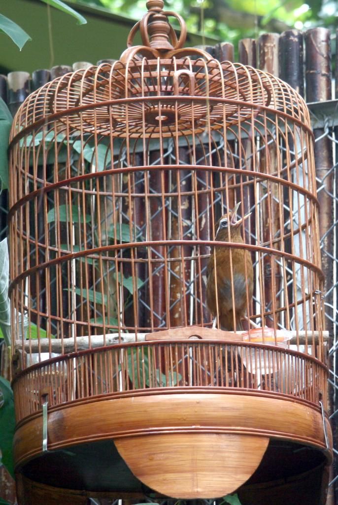 Mi 3 mùa - thanh lý - 1