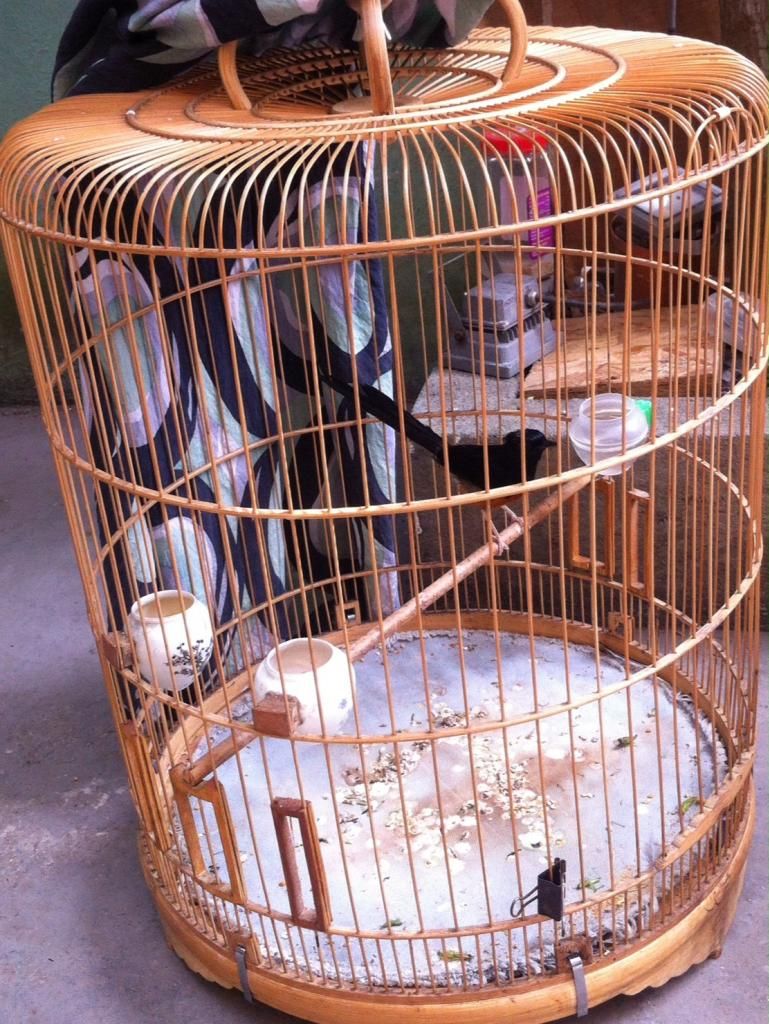 Thanh lý Chích Choè Lửa 3 mùa Rẻ Rẻ Rẻ