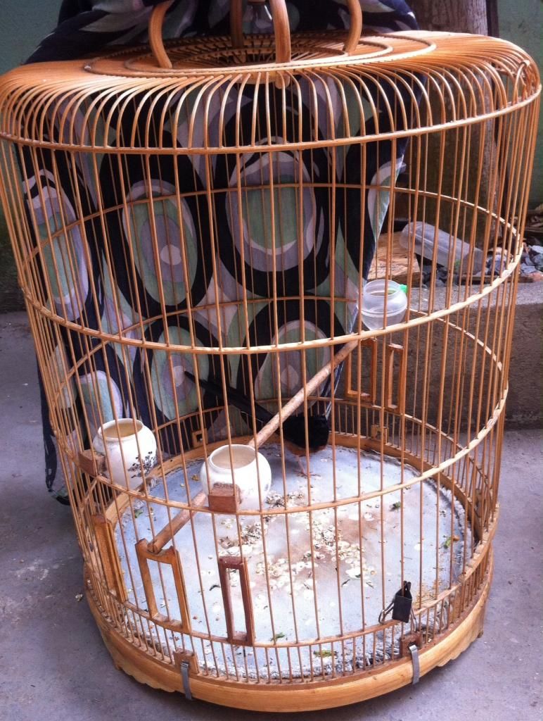 Thanh lý Chích Choè Lửa 3 mùa Rẻ Rẻ Rẻ - 1