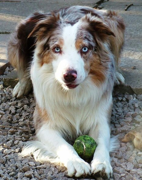 Light Brown Border Collie | [#] Lunawsome