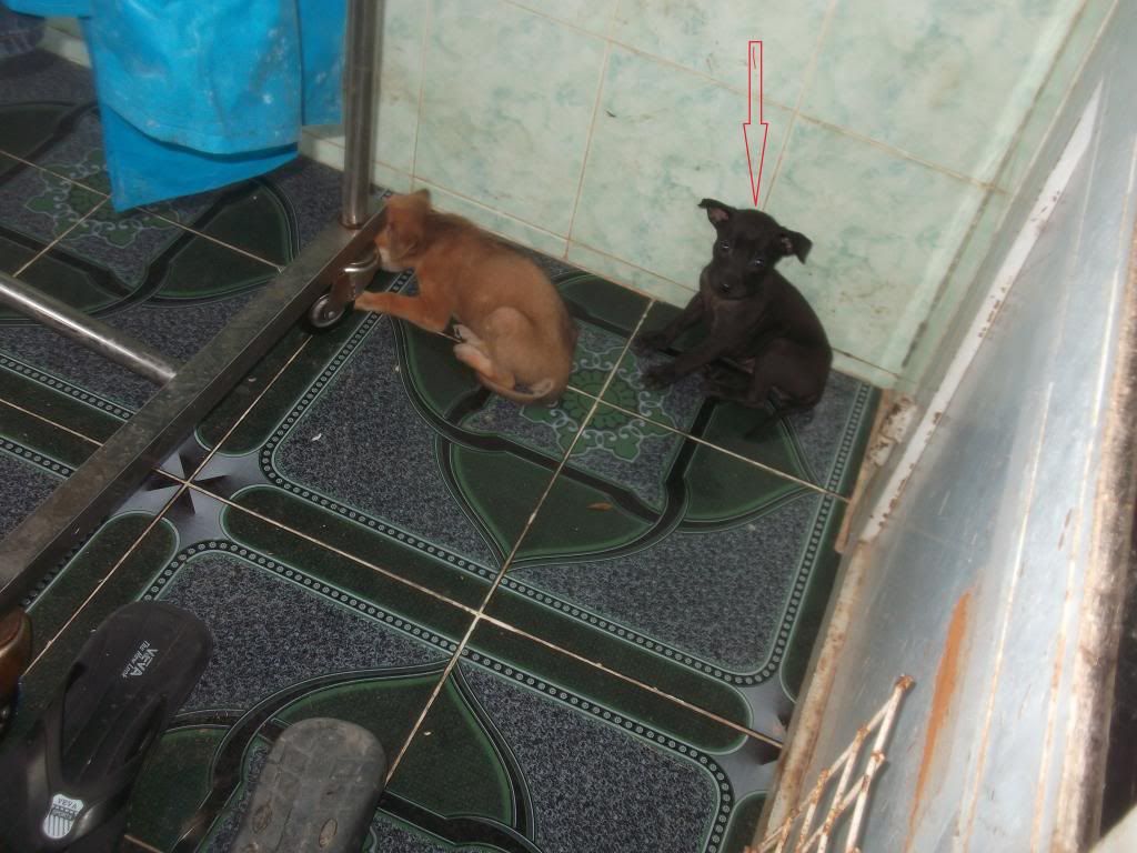 Hooc môn Bán chó Phú Quốc - 1