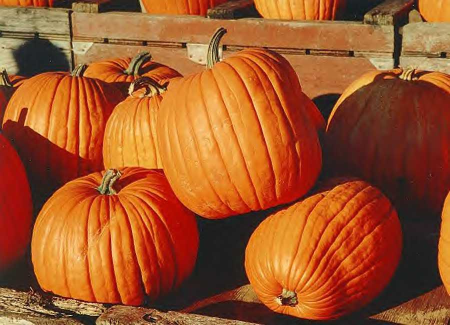 pumpkins Pictures, Images and Photos