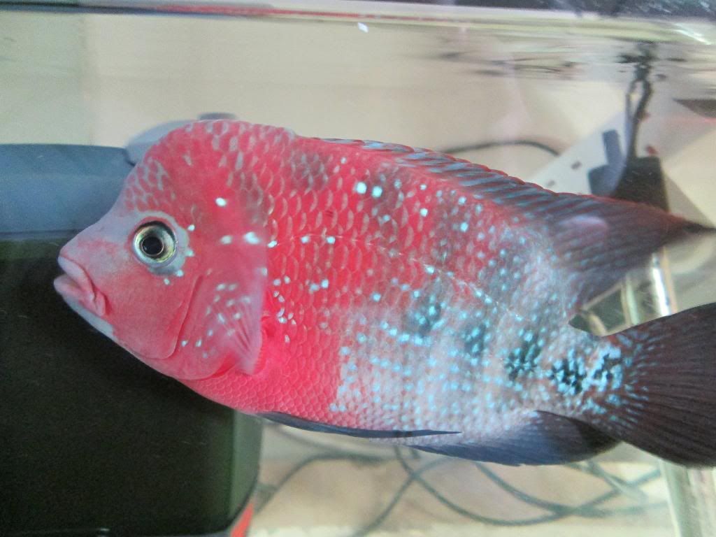 My new Bonsai Flowerhorn. Reptile Forums