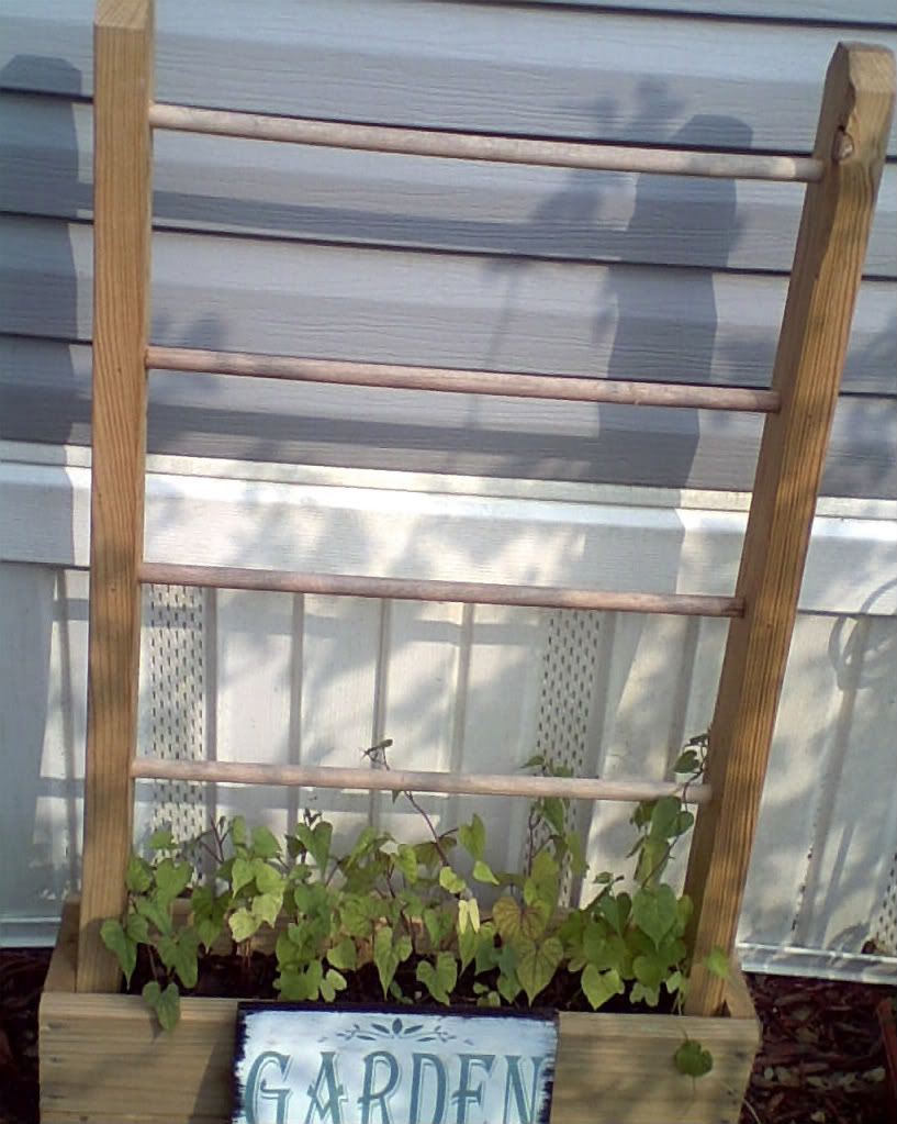 Homemade Trellis With Morning Glories And Moonflowers