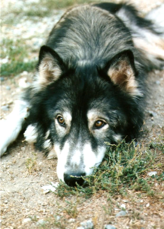 hybrid wolf