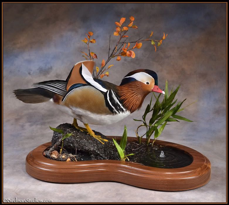 Japanese Mandarin Duck Hunting Forum