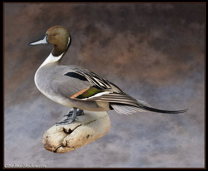 standing pintail mounts
