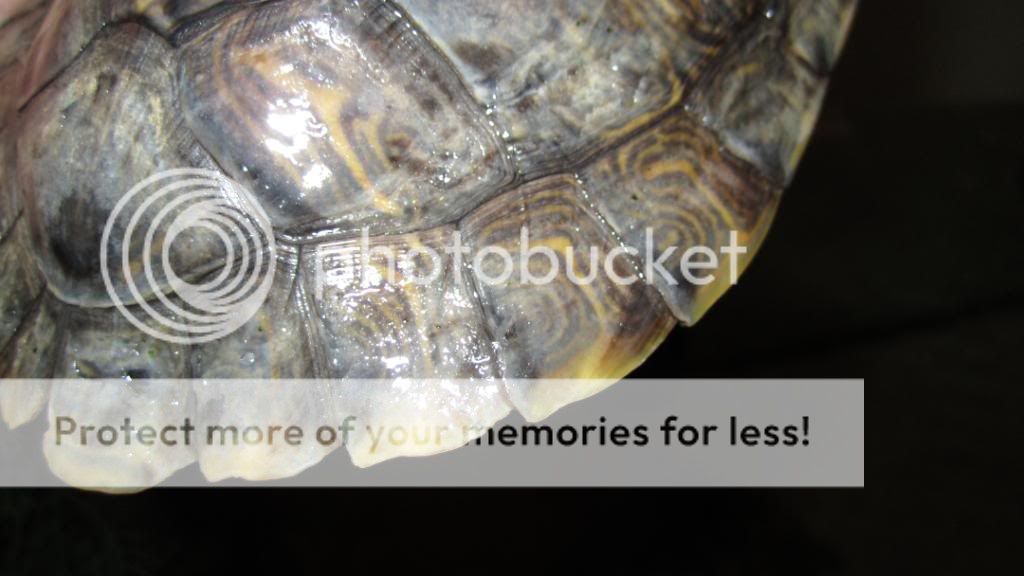 RES possible Shell Rot, not sure. - EMERGENCY CARE - Turtle Forum