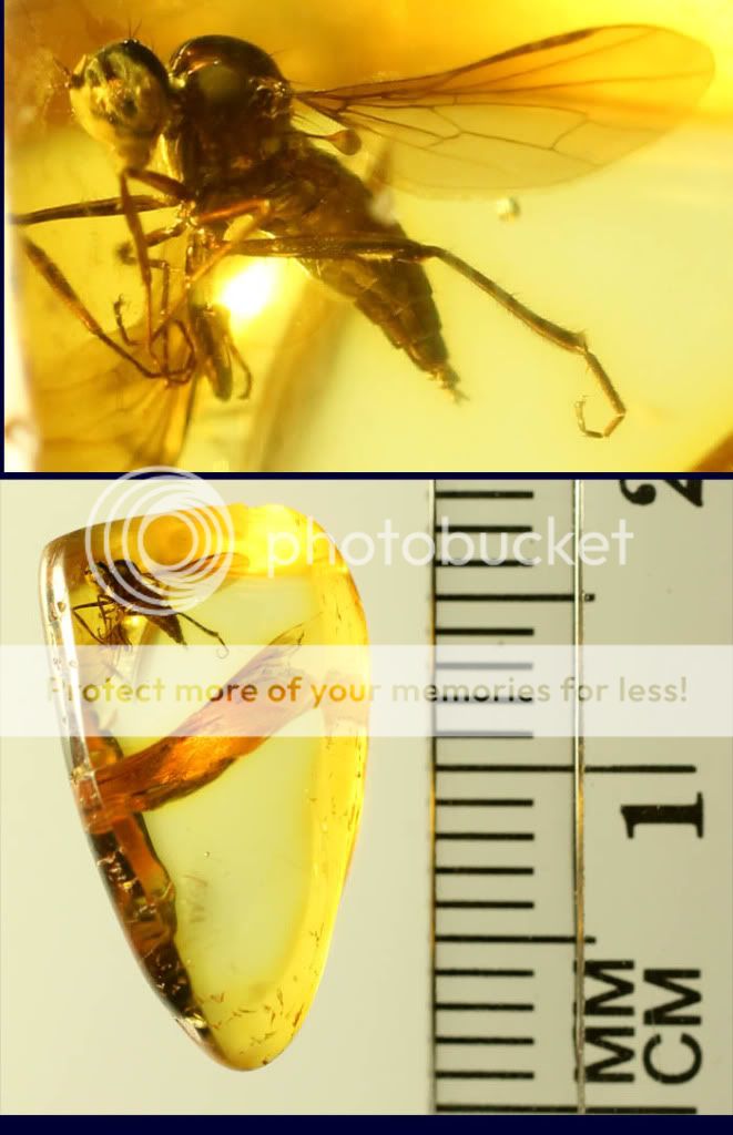 Fossil Insect Inclusion Baltic Amber  