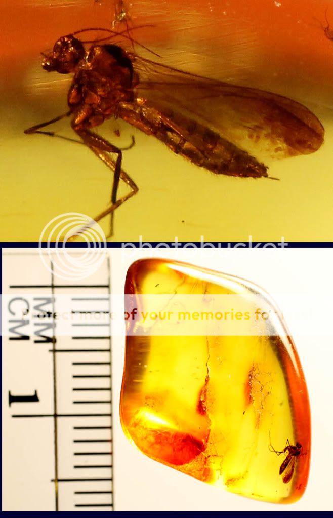 Fossil Insect Inclusion inside 1.1 gram Baltic Amber  