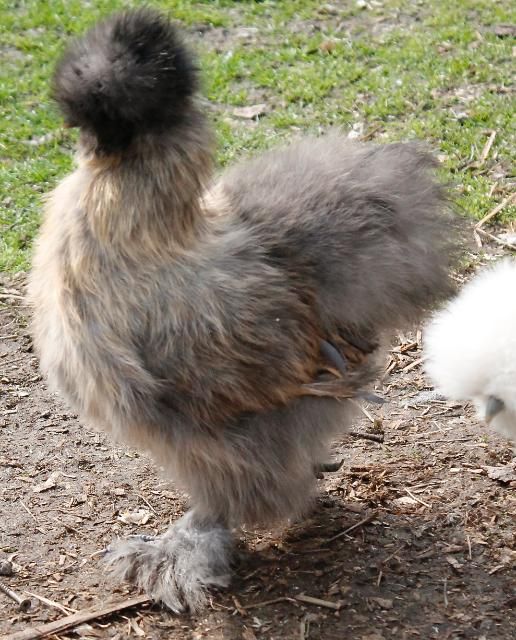 Silkie thread! - Page 2721